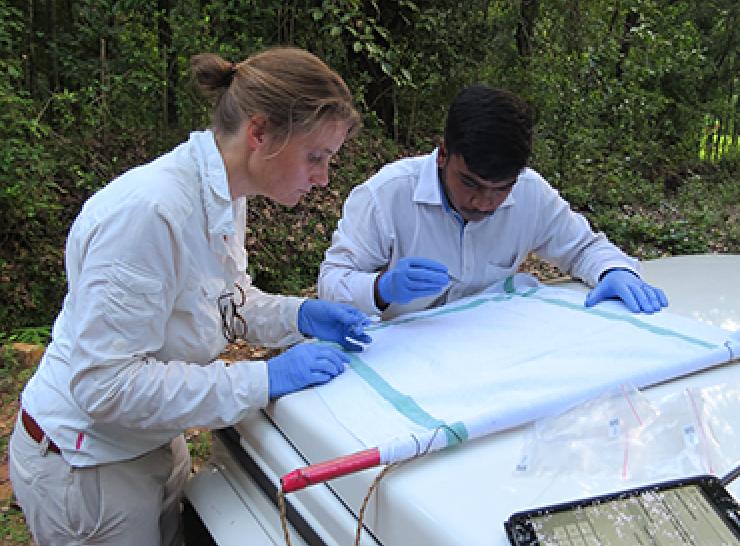 Scientists checking for ticks during fieldwork