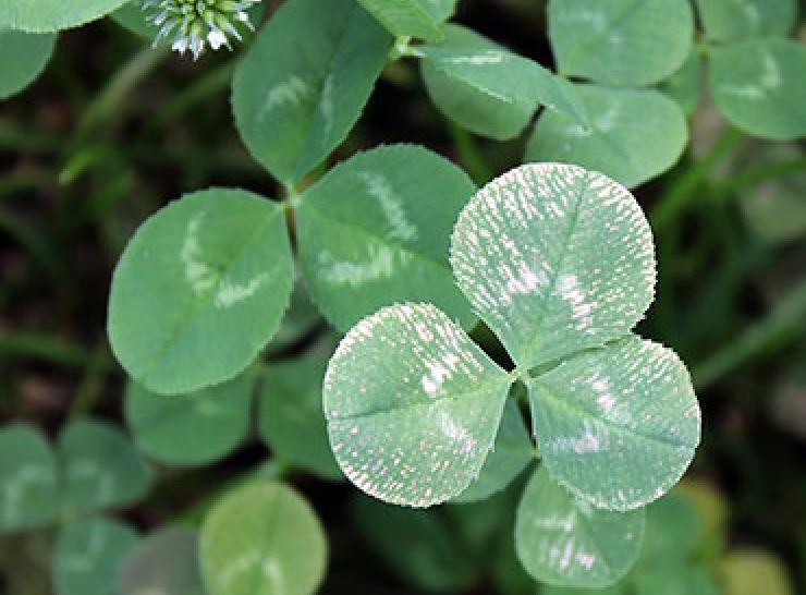 Ozone damage on clover. Photo: Gina Mills