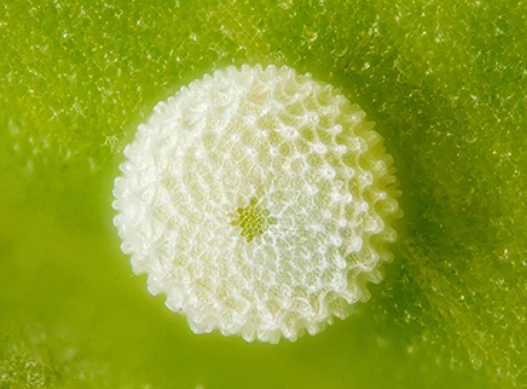 Common blue butterfly egg