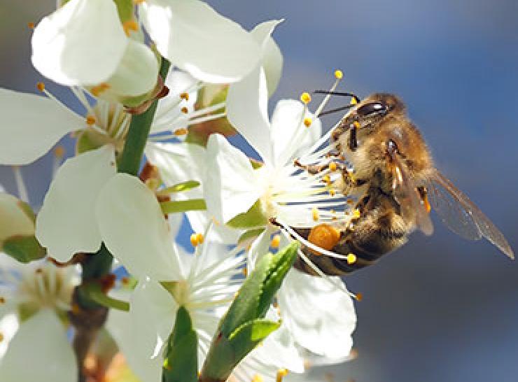 Bee