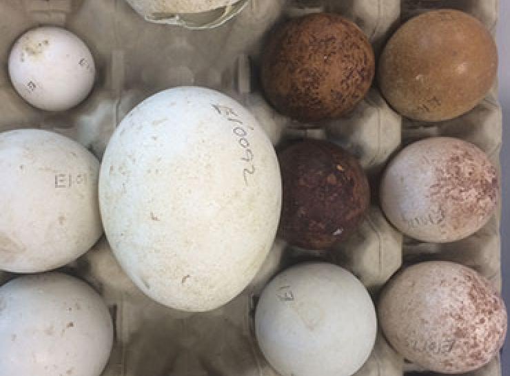 PBMS Predatory bird eggs