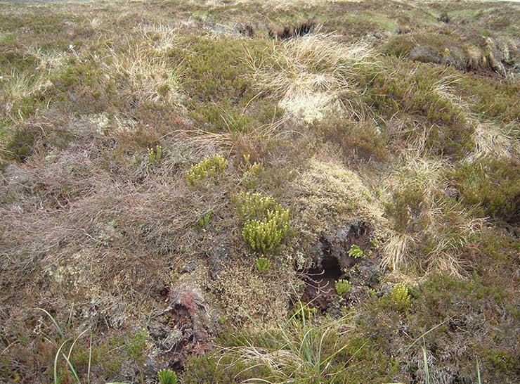 Countryside vegetation