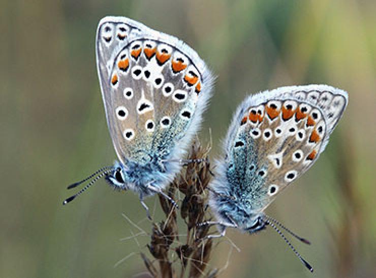 Common Blue Butterfly