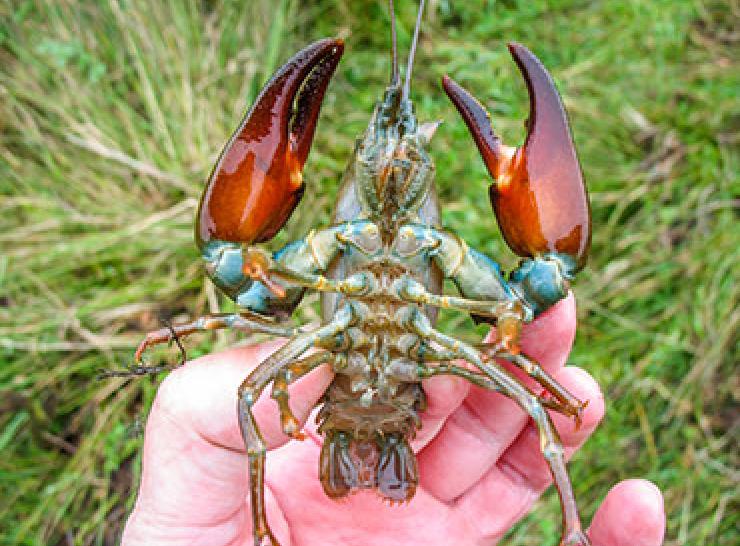 Invasive species signal crayfish