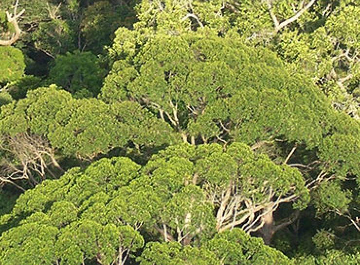Trees in Lambir Hills National Park on Borneo
