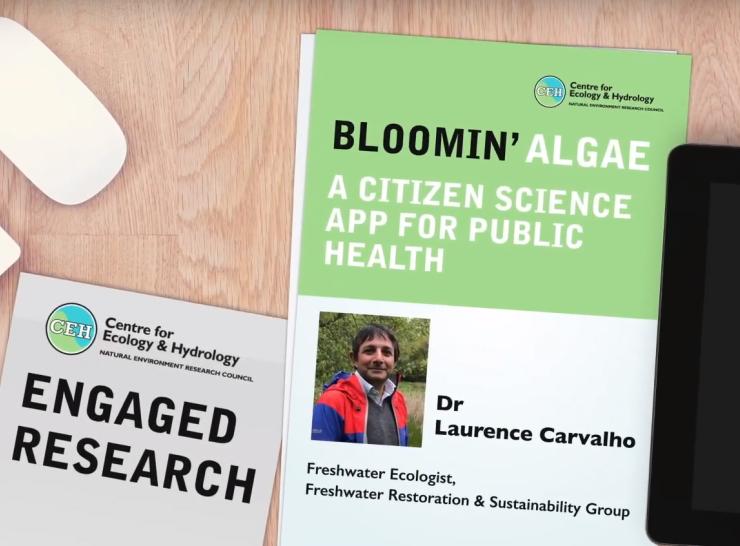 Bloomin algae