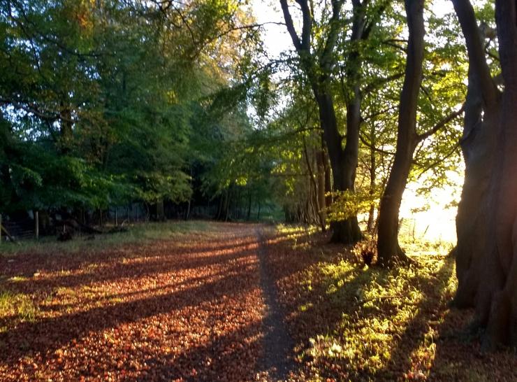 Beech trees on The Ridgeway near Watlington  Picture: Stephen Cavers