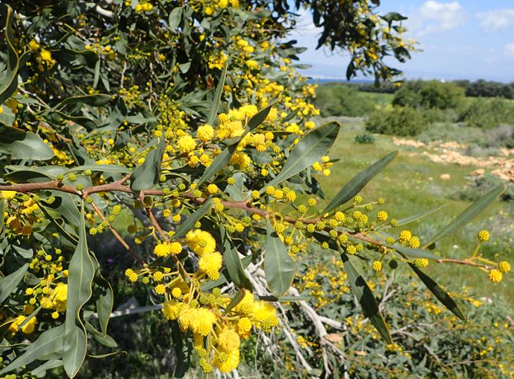 Acacia saligna, the Port Jackson wattle tree