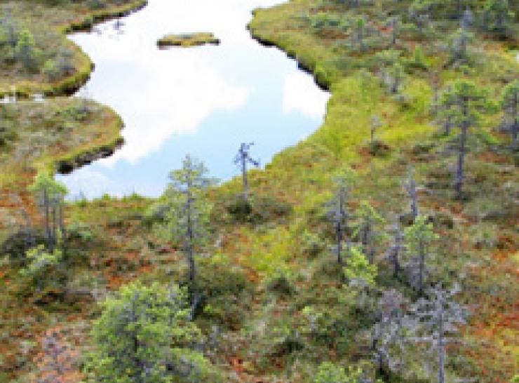 A wetland scene   Picture: Shutterstock