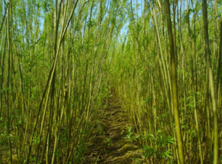 Short rotation crop willow grown as a bioenergy crop