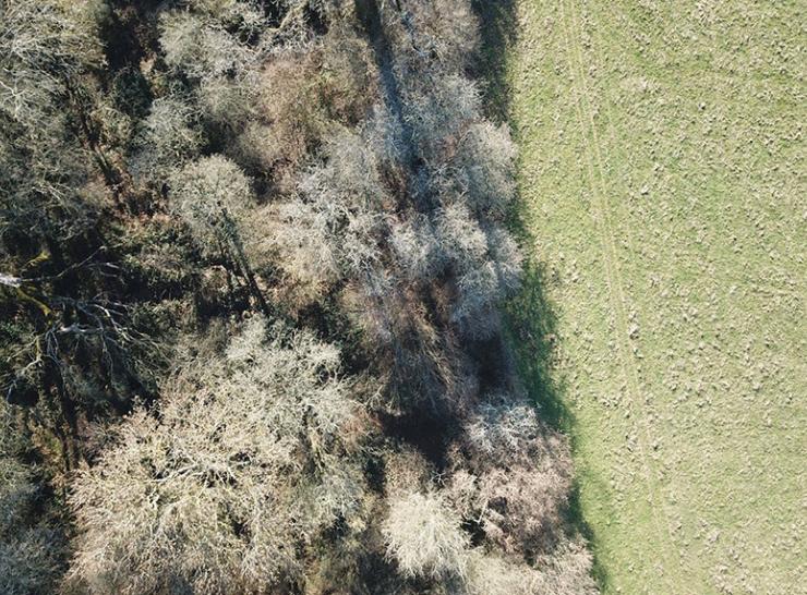 Woodland-grassland boundary image from above