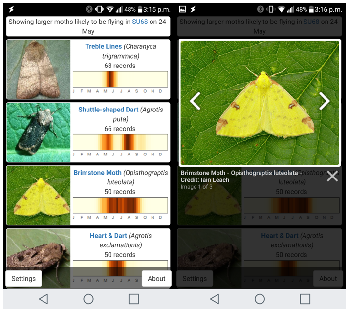 Moth Recognition Chart